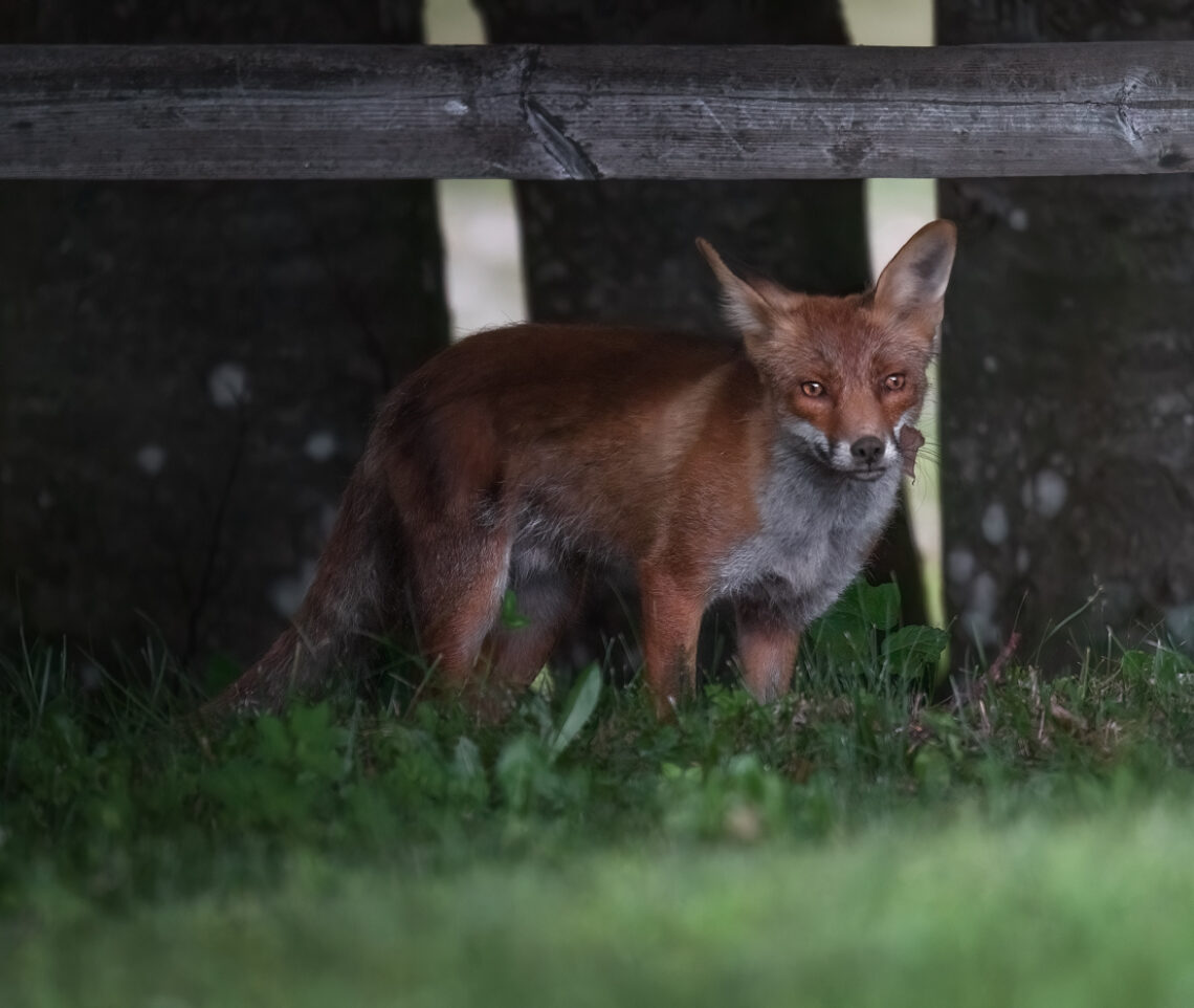 Una volpe rossa (Vulpes vulpes) appare all’improvviso. Prealpi Carniche, Italia.