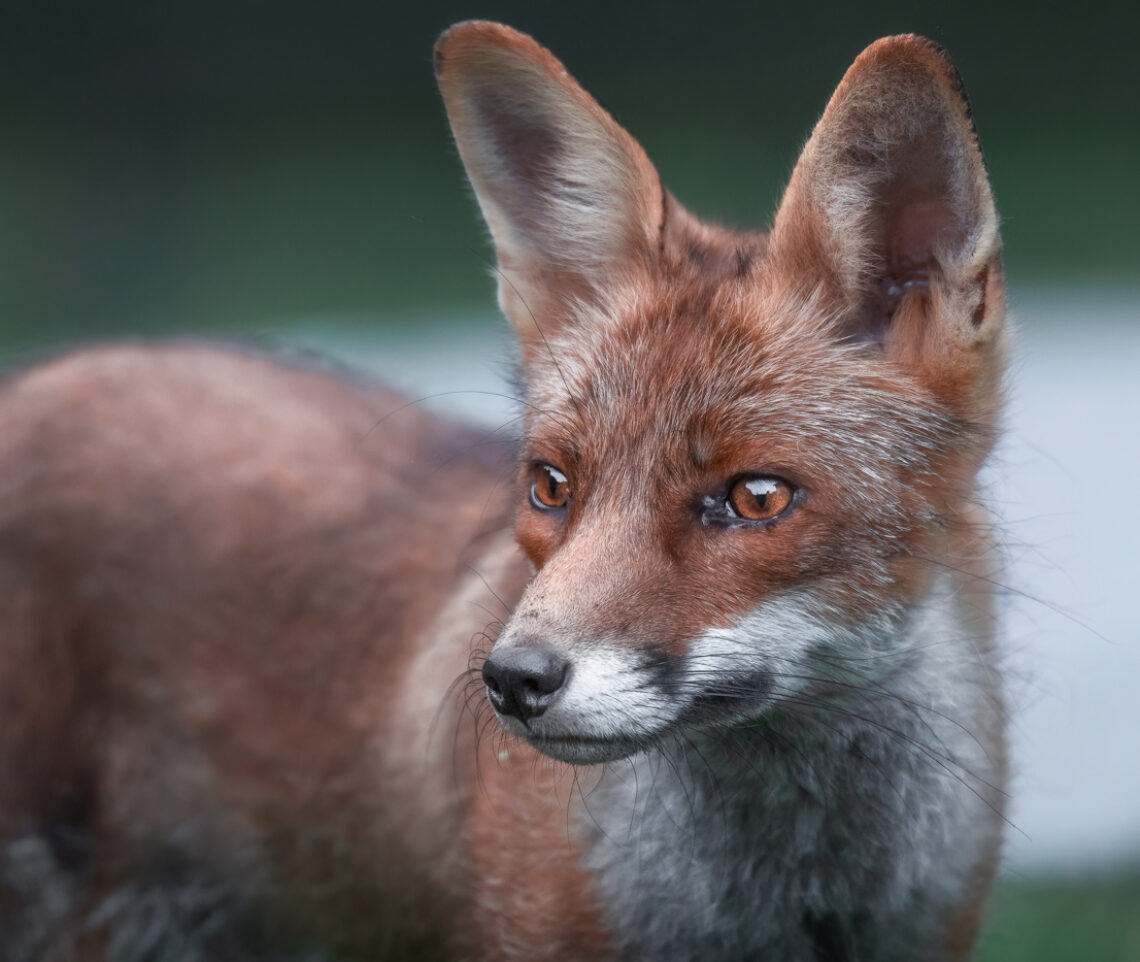 La bellezza. Volpe rossa (Vulpes vulpes). Prealpi Carniche, Italia.