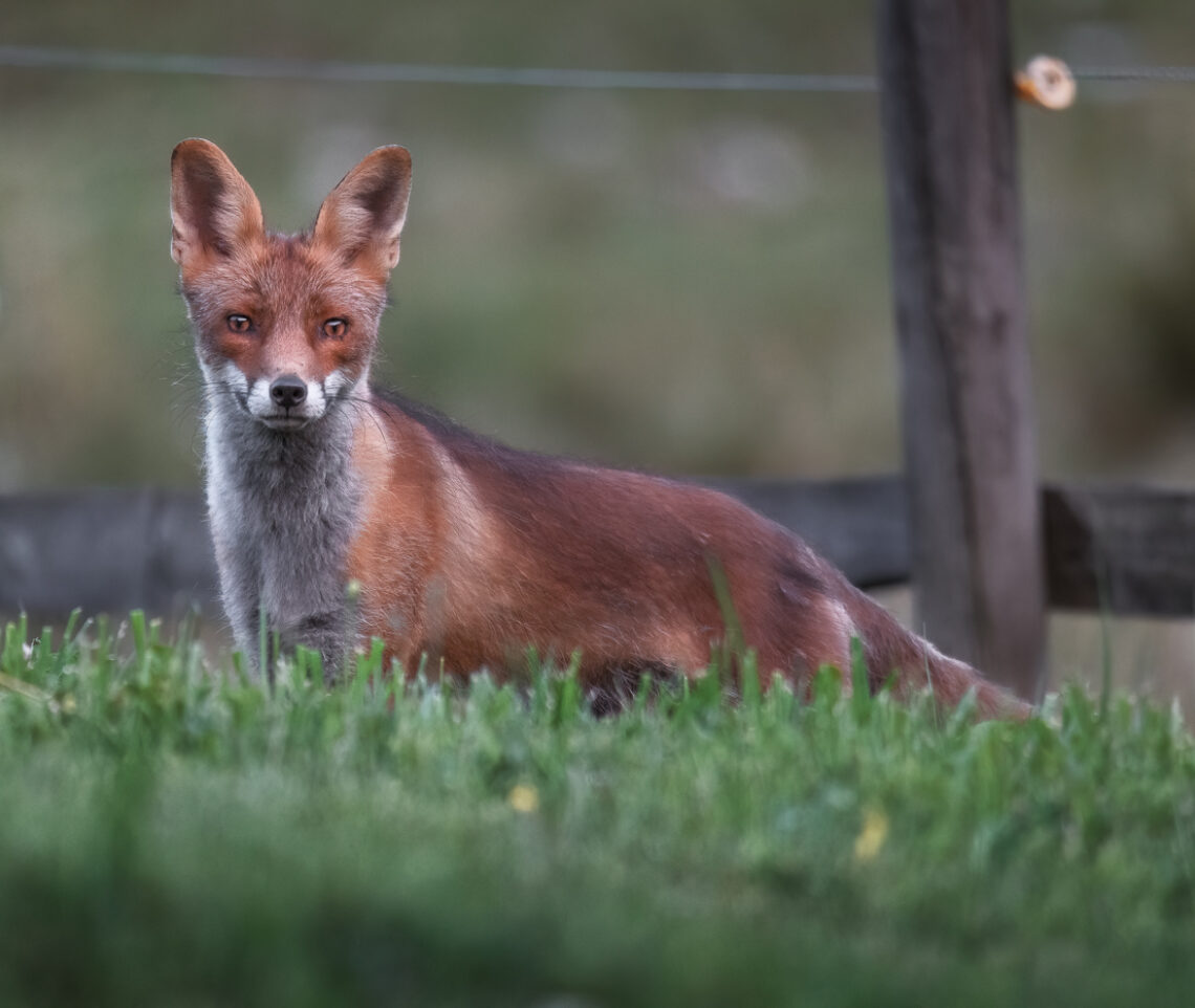 Impercettibile nella corsa. Appare sempre all’improvviso, colorando lo scenario di rosso fuoco. Volpe rossa (Vulpes vulpes). Alpi Carniche, Italia.