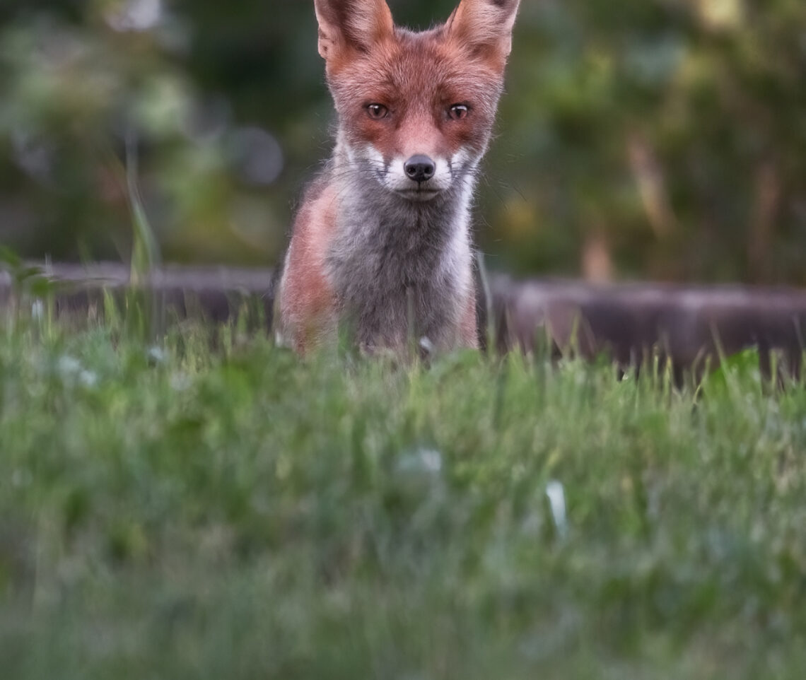 l’innocente curiosità della volpe rossa (Vulpes vulpes). Prealpi Carniche, Italia.