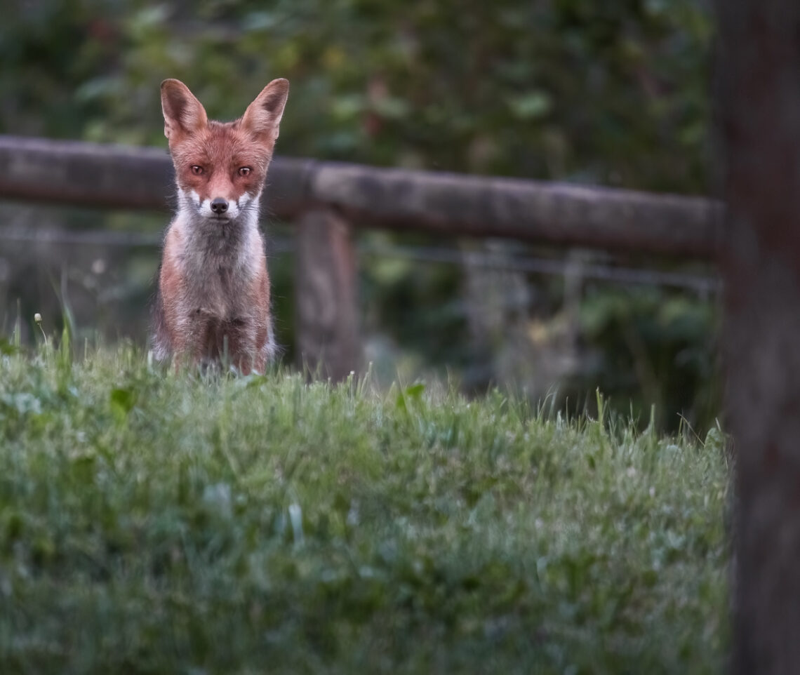 Guadagnarsi la fiducia. Volpe rossa (Vulpes vulpes). Prealpi Carniche, Italia.