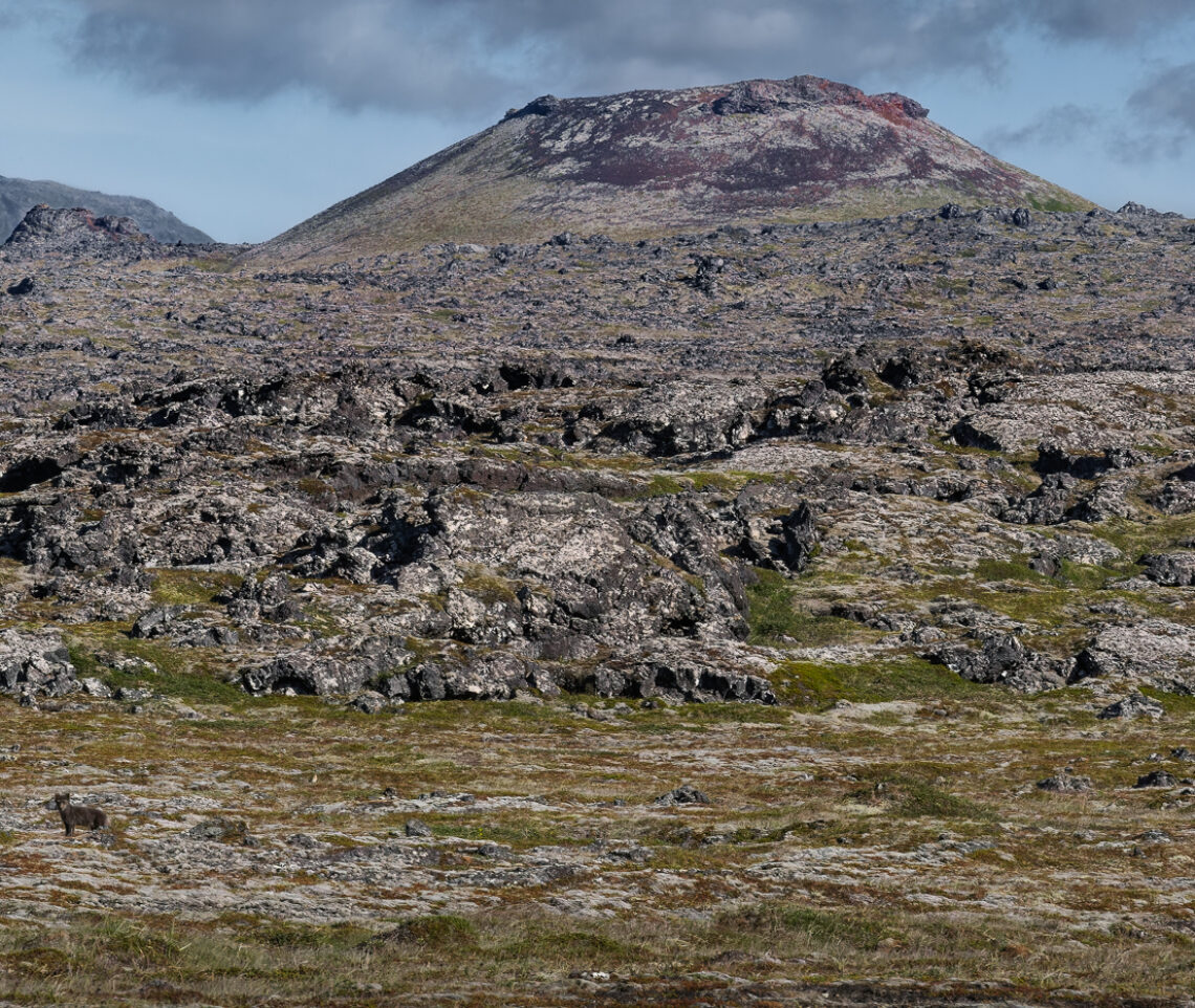 Attraversando i vasti e antichissimi campi di lava islandesi, una visione inaspettata attira la mia attenzione. Volpe artica (Vulpes lagopus). Snæfellsjökull National Park, Islanda.