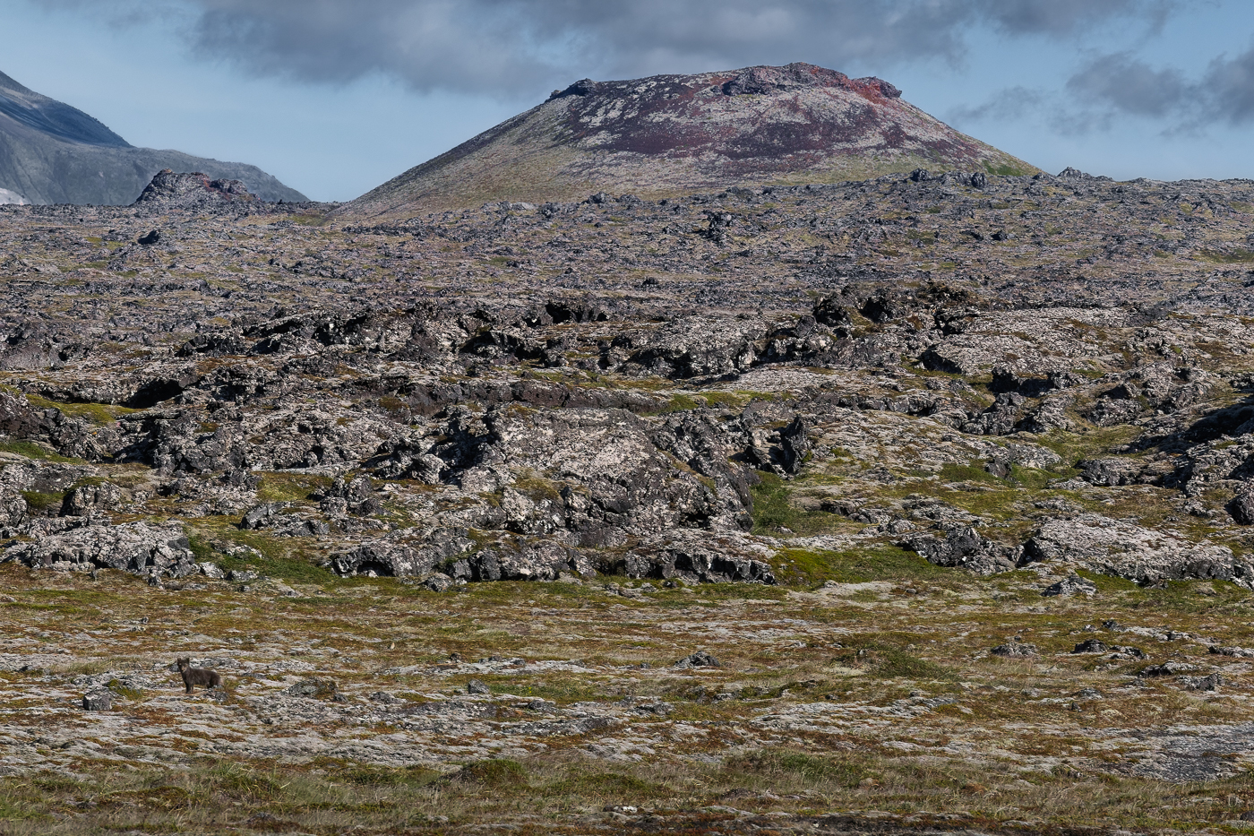 Attraversando i vasti e antichissimi campi di lava islandesi, una visione inaspettata attira la mia attenzione. Volpe artica (Vulpes lagopus). Snæfellsjökull National Park, Islanda.