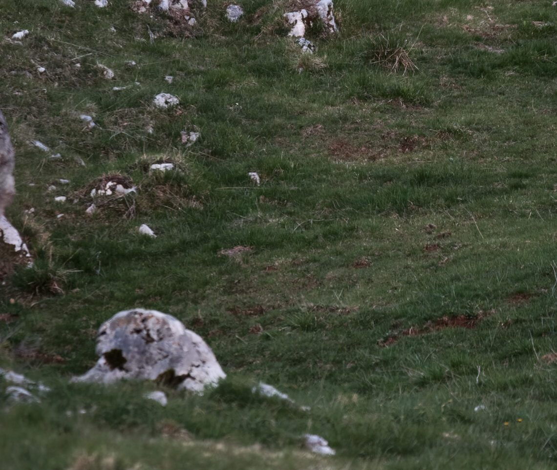 Volpe rossa (Vulpes vulpes) in cerca di prede nelle praterie alpine di inizio primavera. Prealpi Carniche, Italia.