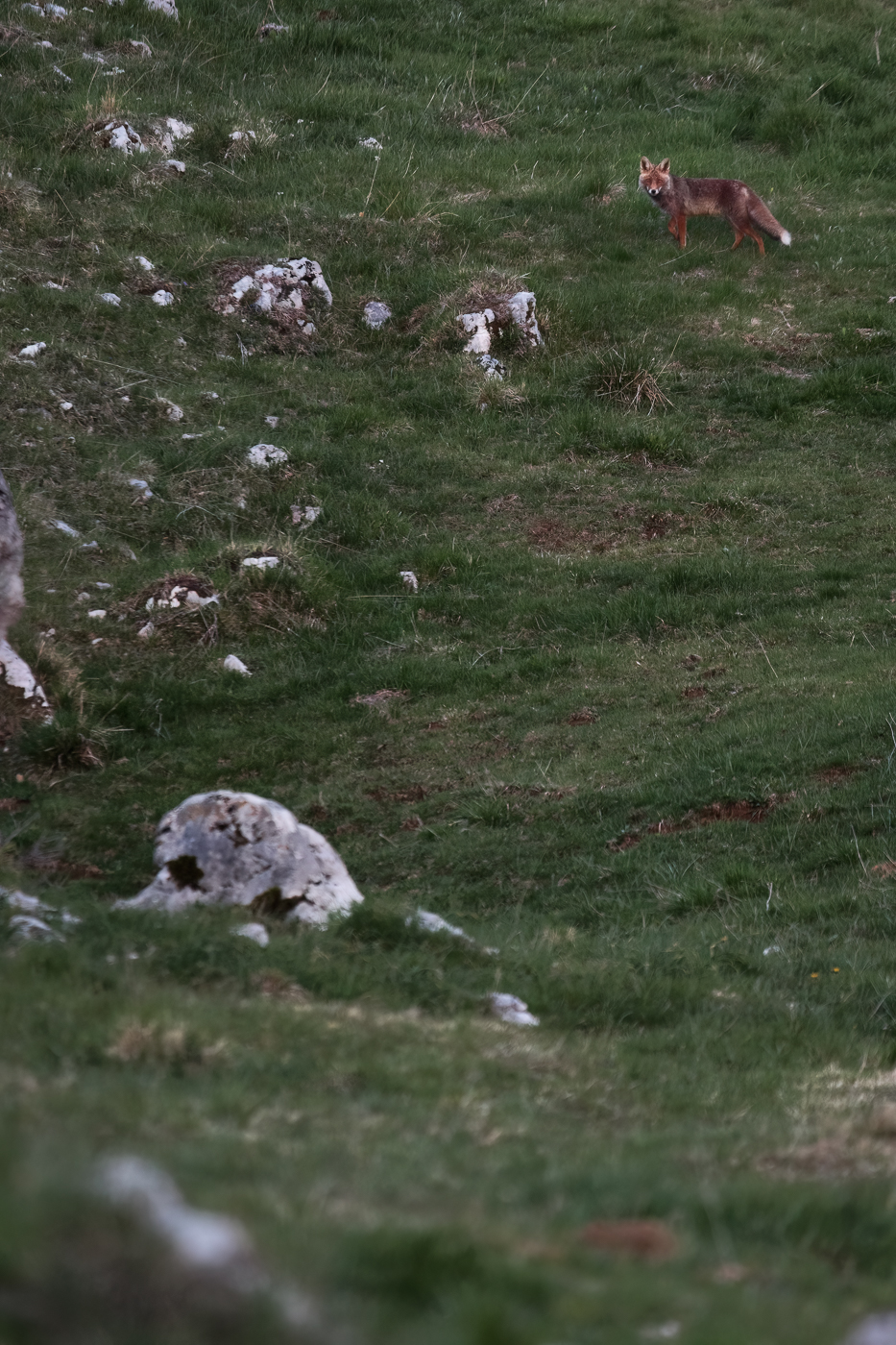 Volpe rossa (Vulpes vulpes) in cerca di prede nelle praterie alpine di inizio primavera. Prealpi Carniche, Italia.