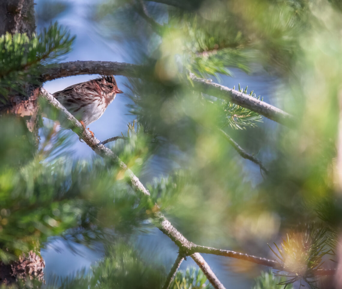 Splende il Sole sullo zigolo boschereccio (Emberiza rustica). Oulanka National Park, Finlandia.