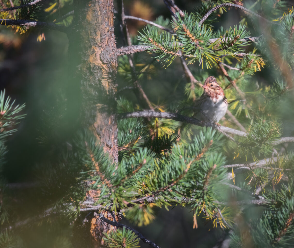 Lo zigolo boschereccio (Emberiza rustica) alza la cresta. Oulanka National Park, Finlandia.