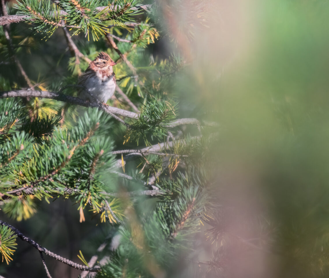 Zigolo boschereccio (Emberiza rustica) baciato dal sole del mattino nella taiga eurasiatica. Oulanka National Park, Finlandia.