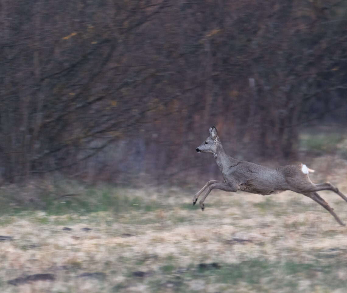 L’agilità del capriolo (Capreolus capreolus). Parco Naturale Dolomiti Friulane, Italia.