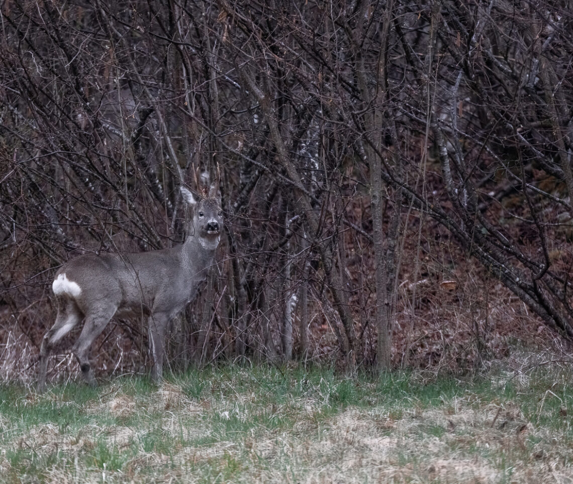 La livrea invernale del capriolo (Capreolus capreolus) è perfetta per mimetizzarsi nel suo habitat naturale. Parco Naturale Dolomiti Friulane, Italia.