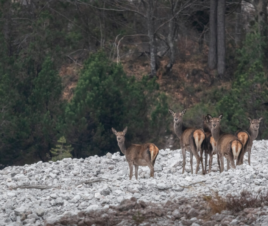 Un misto di timore e curiosità avvolge questo piccolo gruppo di cervi (Cervus elaphus) in un tardo pomeriggio nel Parco Naturale Dolomiti Friulane, Italia.