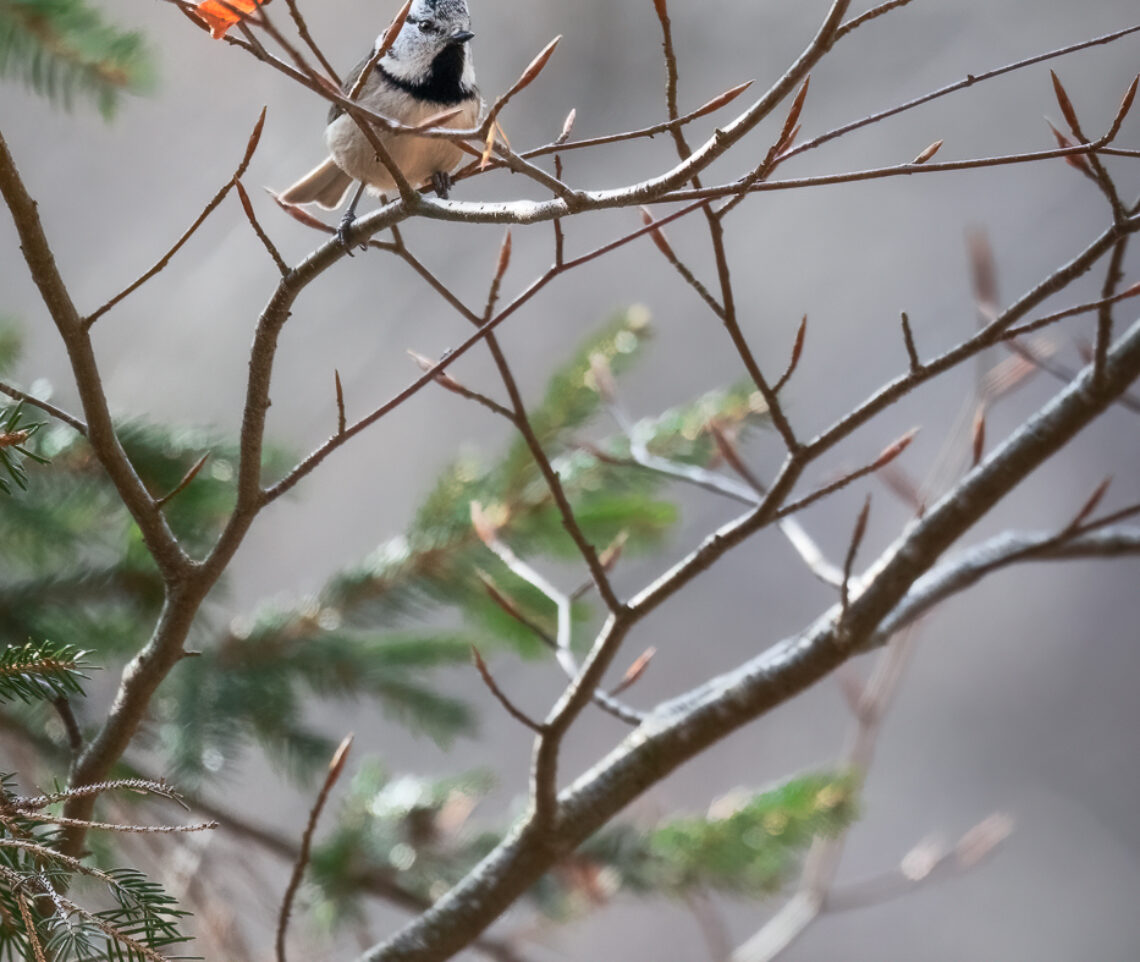 La regina delle cince, la cincia dal ciuffo (Lophophanes cristatus), mostra la sua corona. Parco Naturale Dolomiti Friulane, Italia.