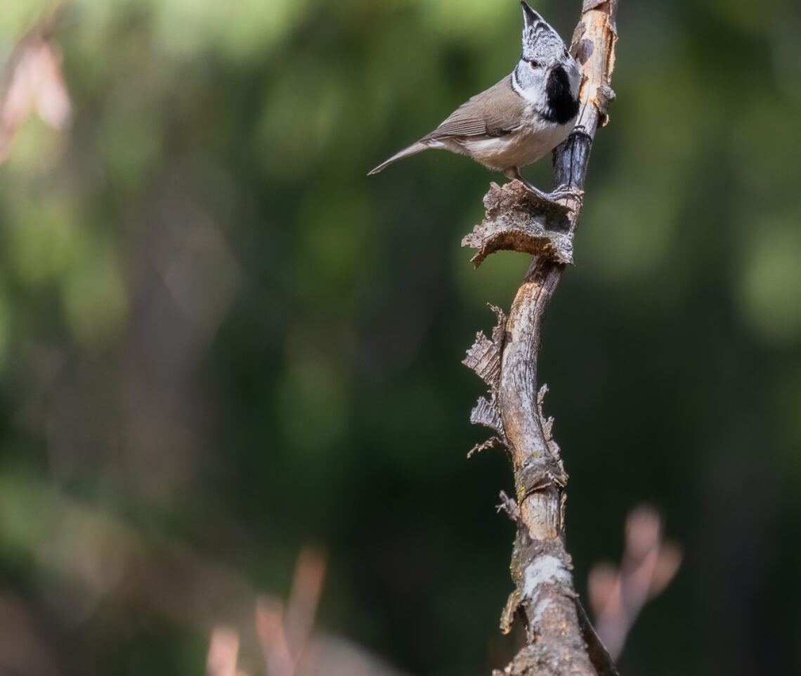 Il fascino della cincia dal ciuffo (Lophophanes cristatus). Parco Naturale Dolomiti Friulane, Italia.