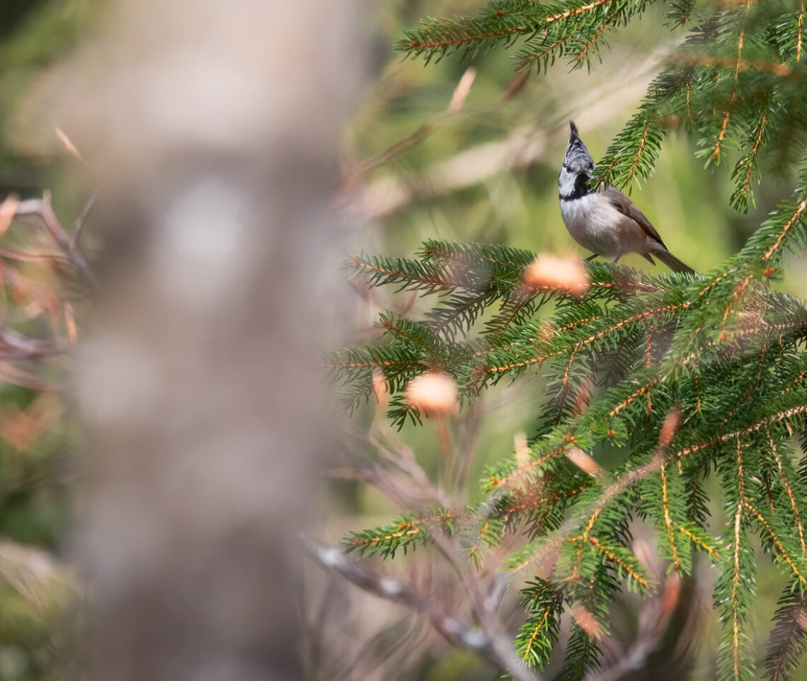 Difficile non emozionarsi incrociando lo sguardo della cincia dal ciuffo (Lophophanes cristatus). Parco Naturale Dolomiti Friulane, Italia.