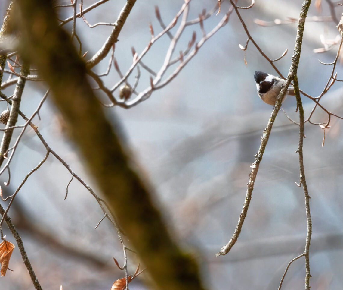 Nulla di ciò che accade nel bosco sfugge al controllo delle cince more (Periparus ater). Parco Naturale Dolomiti friulane, Italia.