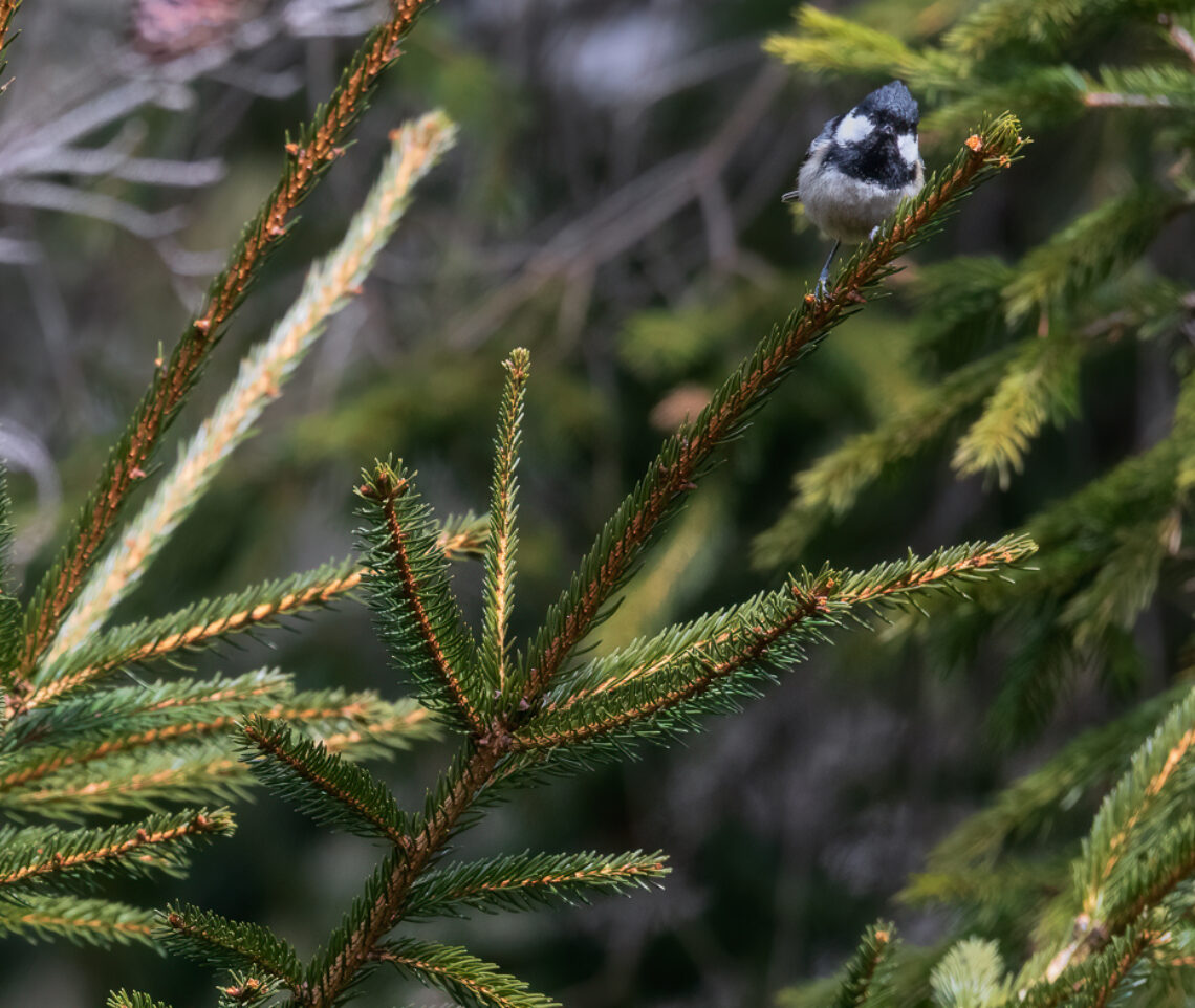 La curiosità della cincia mora (Periparus ater). Parco Naturale Dolomiti Friulane, Italia.