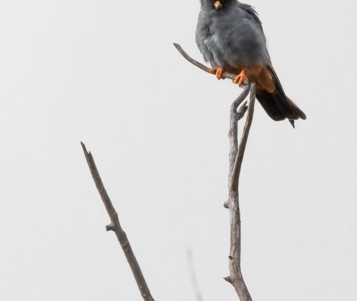 Incrociare lo sguardo con il falco cuculo (Falco vespertinus). Emozioni. Magredi del Cellina, Italia.