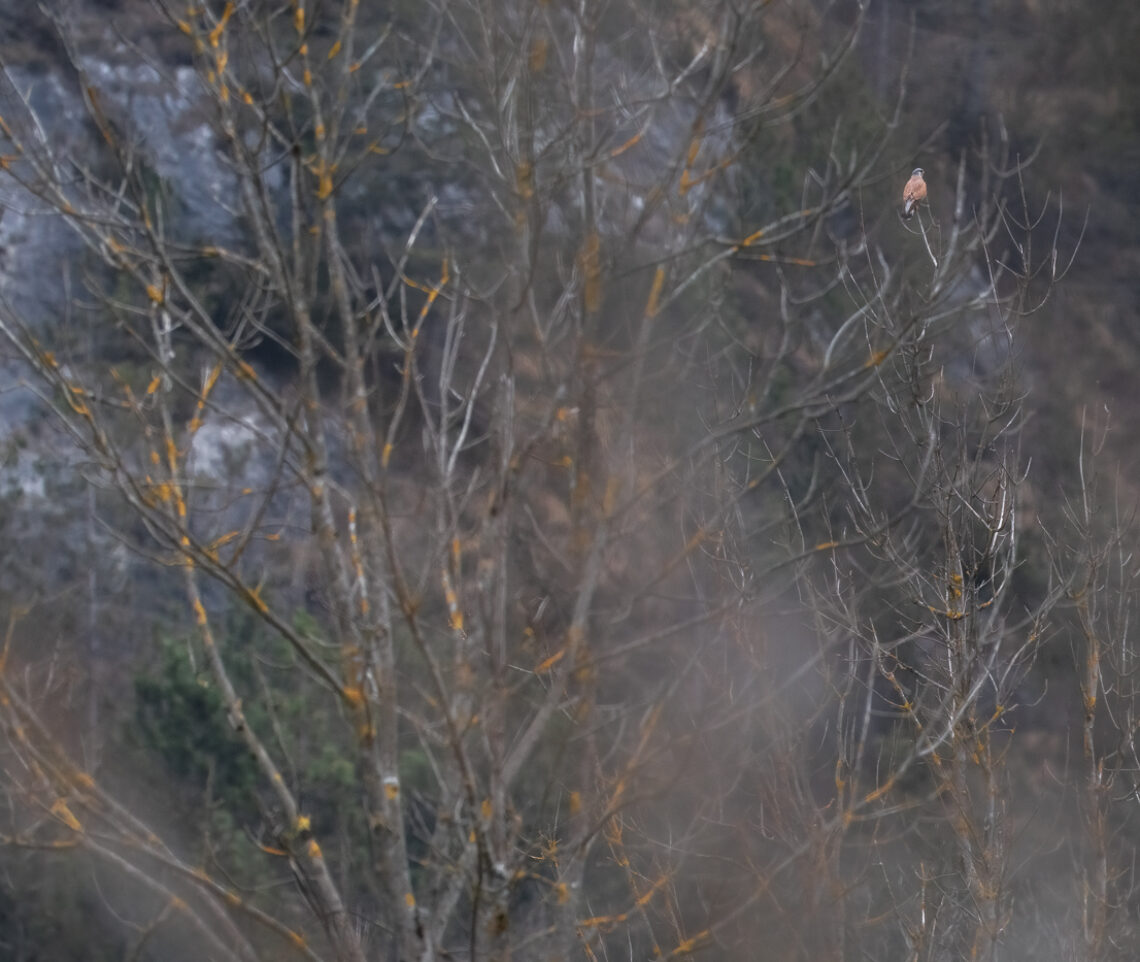 In un ambiente alpino di fine inverno, spoglio ma dai colori sempre tiepidi, si intravedono le forme di un predatore formidabile pronto a colpire, il gheppio comune (Falco tinnunculus). Parco Naturale Dolomiti Friulane, Italia.