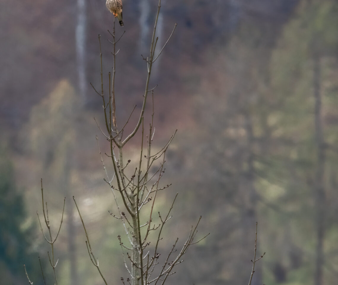 Un gheppio comune maschio (Falco tinnunculus) è pronto a fiondarsi sulla preda al primo movimento percepito. Parco Naturale Dolomiti Friulane, Italia.