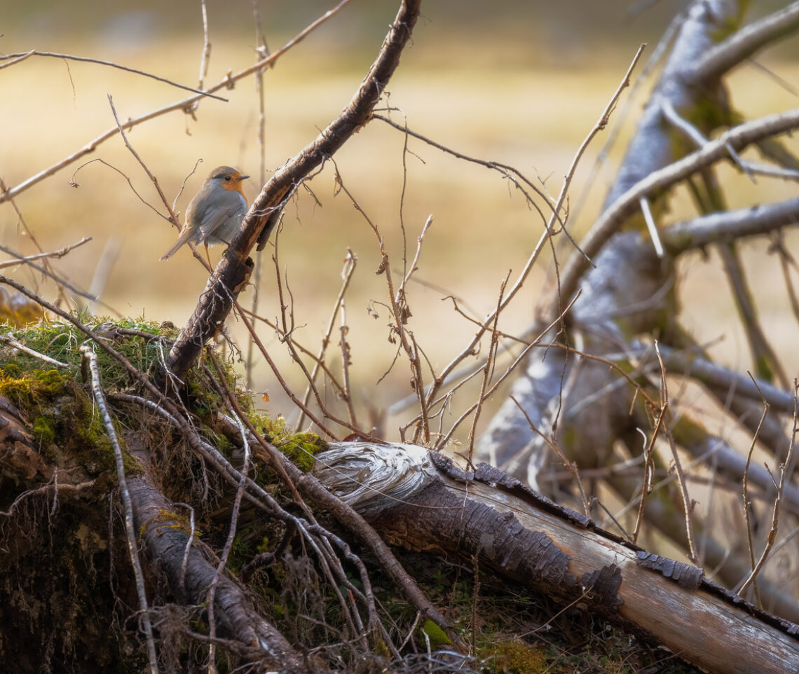 Passa spesso inosservato. Ma fra i più attenti, nel bosco, c’è lui, il pettirosso (Erithacus rubecula). Parco Naturale Dolomiti Friulane, Italia.