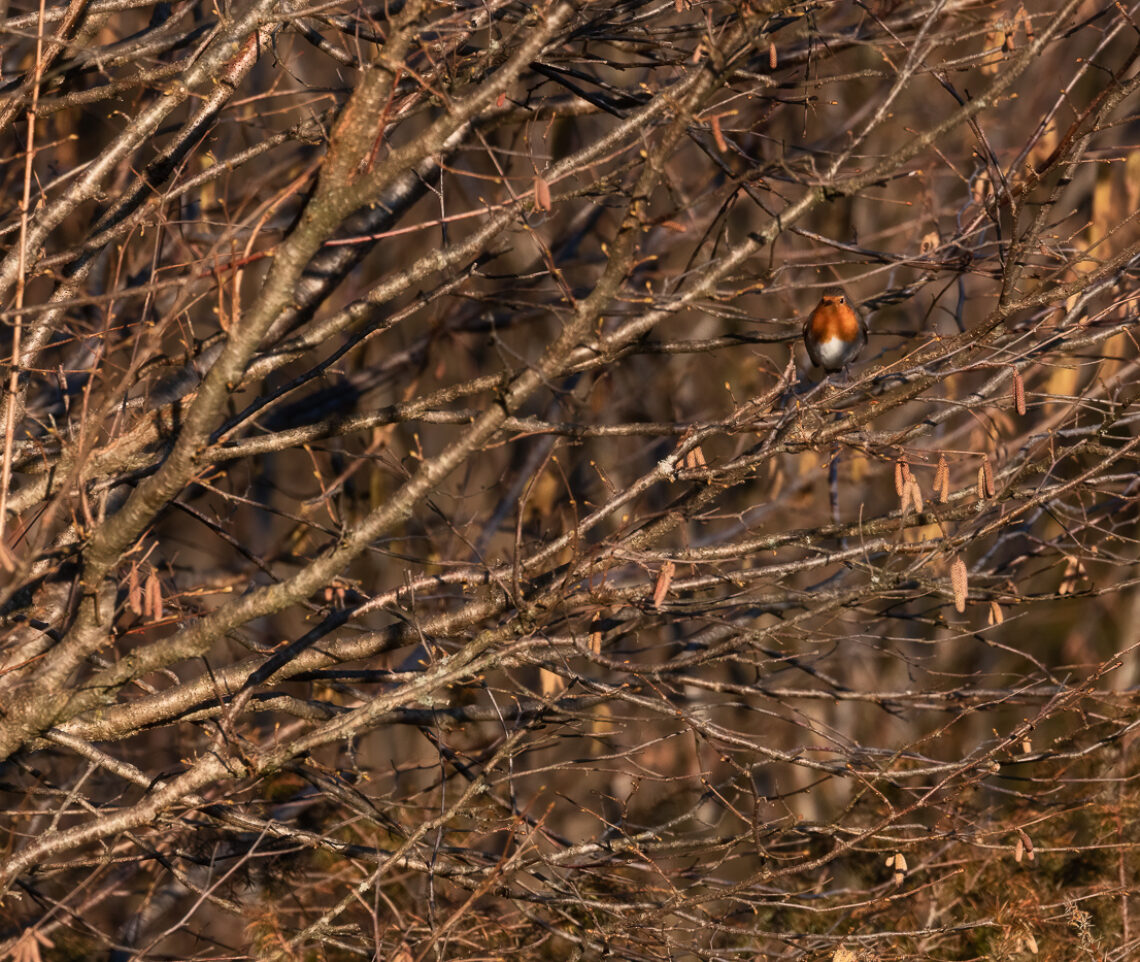 L’ora d’oro del tramonto risalta ancor di più la dolcezza del pettirosso (Erithacus rubecula). Prealpi Carniche, Italia.