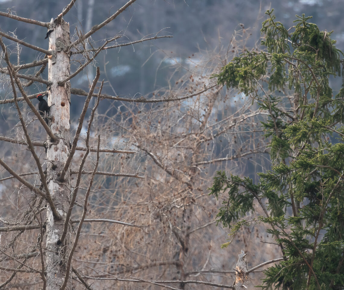 L’eterno equilibrio fra la vita e la morte, in natura. Un picchio nero (Dryocopus martius) trova la sua dimora in un vecchio abete morto da tempo. Parco Naturale Dolomiti Friulane, Italia.