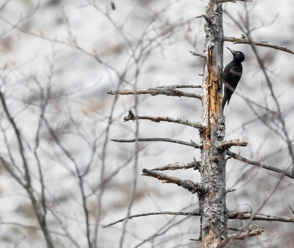 Una femmina di picchio nero (Dryocopus martius) è al lavoro su ciò che resta di vecchi alberi morti. Parco Naturale Dolomiti Friulane, Italia.