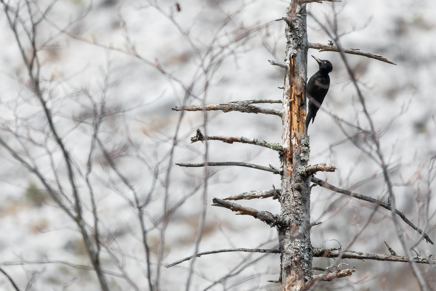 Una femmina di picchio nero (Dryocopus martius) è al lavoro su ciò che resta di vecchi alberi morti. Parco Naturale Dolomiti Friulane, Italia.