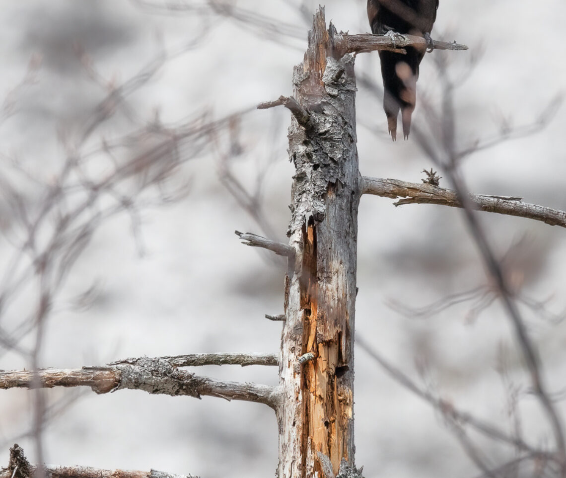 Una femmina di picchio nero (Dryocopus martius) è in attento ascolto dei richiami di altri individui nei dintorni. Parco Naturale Dolomiti Friulane, Italia.