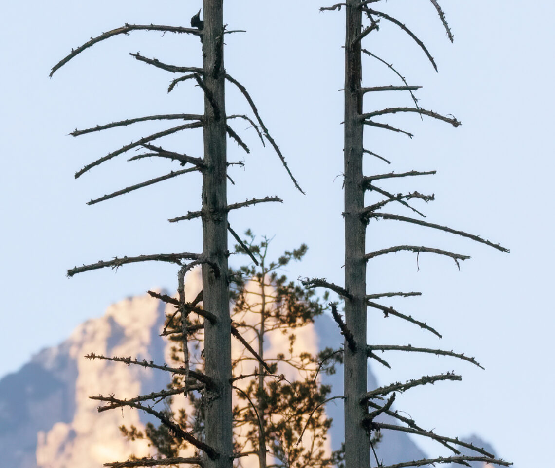 Profili quasi invisibili, al tramonto. Picchio nero (Dryocopus martius). Parco Naturale Dolomiti Friulane, Italia.