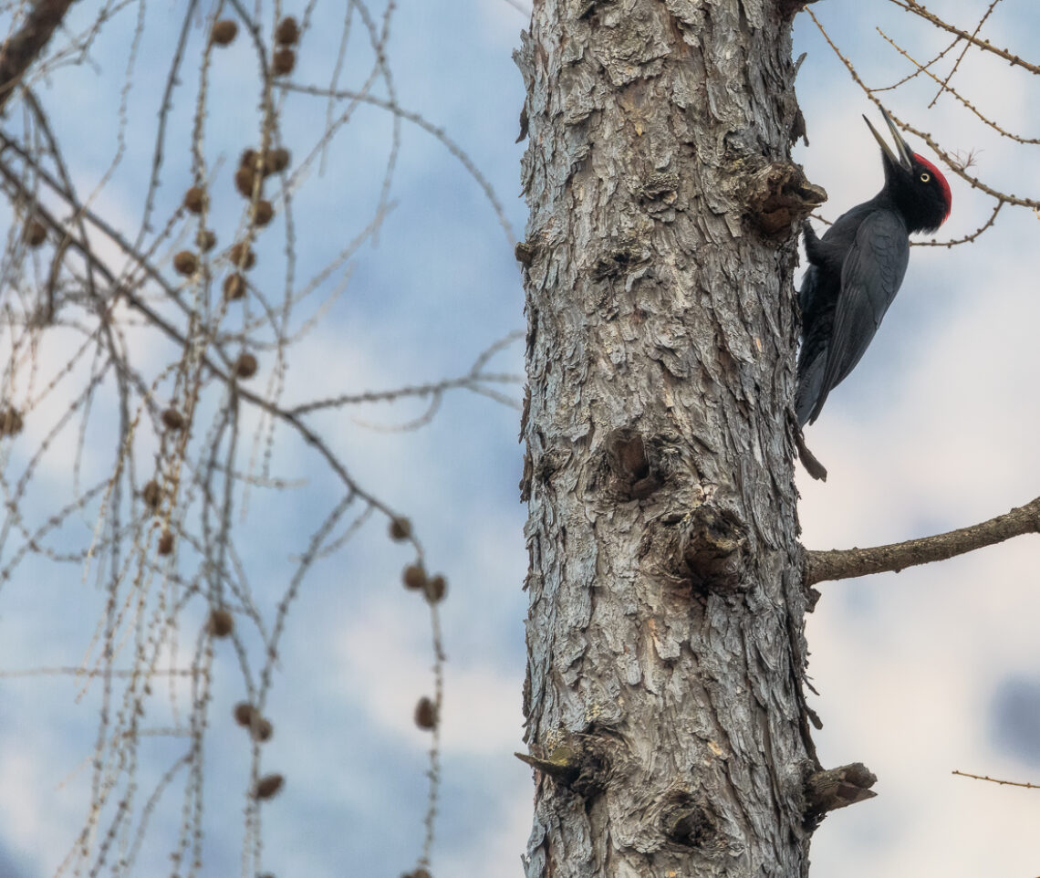 Il suo canto è inconfondibile, come la sua bellezza. L’eleganza del picchio nero maschio (Dryocopus martius). Parco Naturale Dolomiti Friulane, Italia.