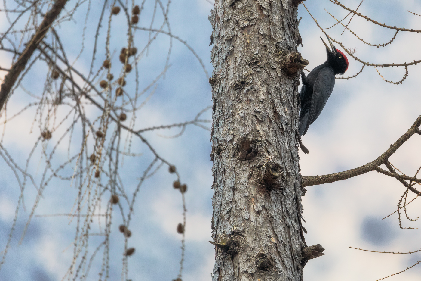 Il suo canto è inconfondibile, come la sua bellezza. L’eleganza del picchio nero maschio (Dryocopus martius). Parco Naturale Dolomiti Friulane, Italia.
