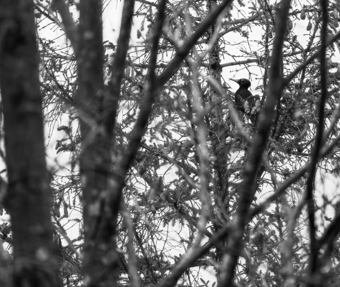 In un labirinto di rami spicca la silhouette di un meraviglioso picchio nero maschio (Dryocopus martius). Parco Naturale Dolomiti Friulane, Italia.