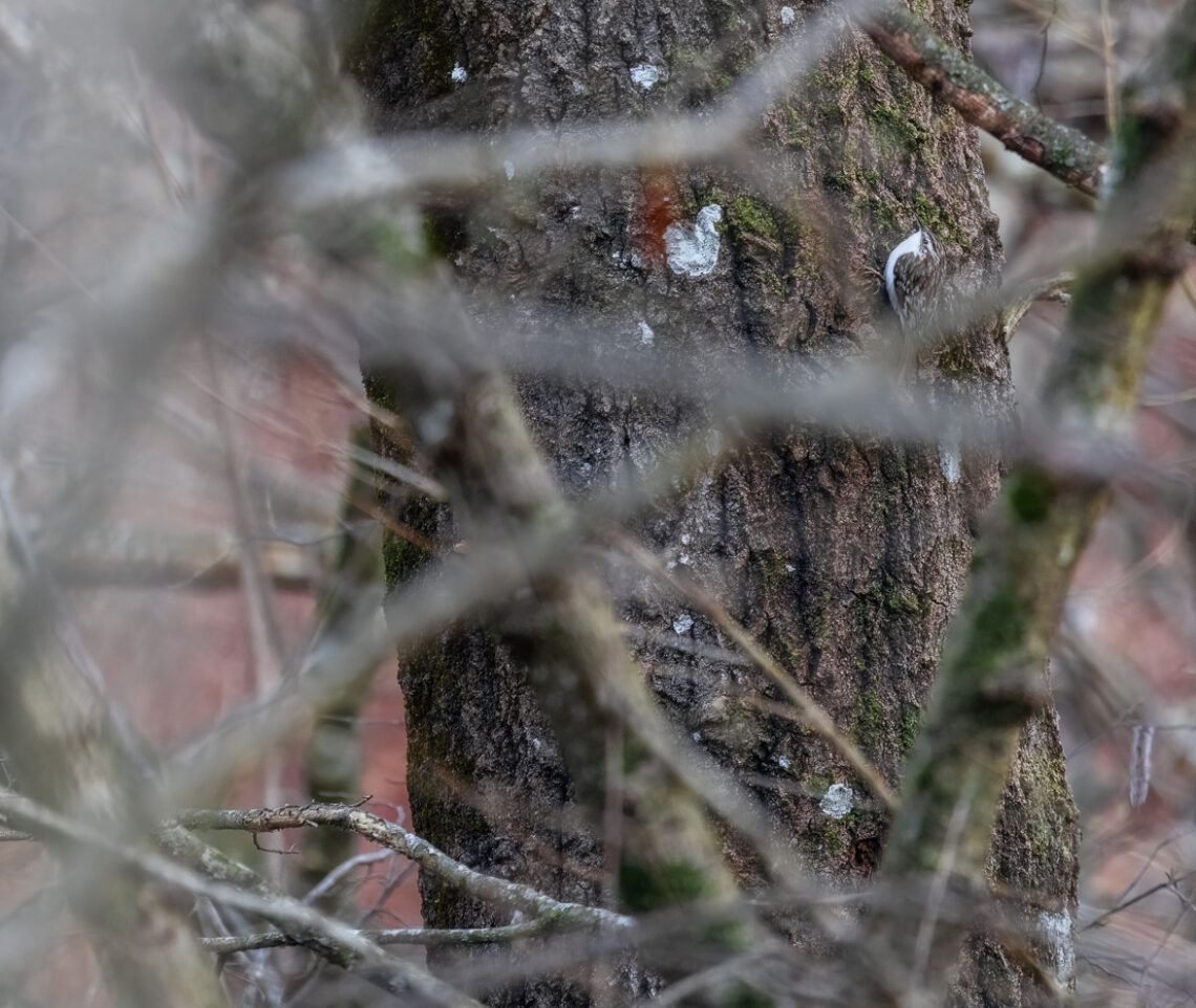 Un rampichino alpestre (Certhia familiaris) in un raro istante di immobilità durante un attento sopralluogo alla ricerca di cibo su un albero. Prealpi Carniche, Italia.