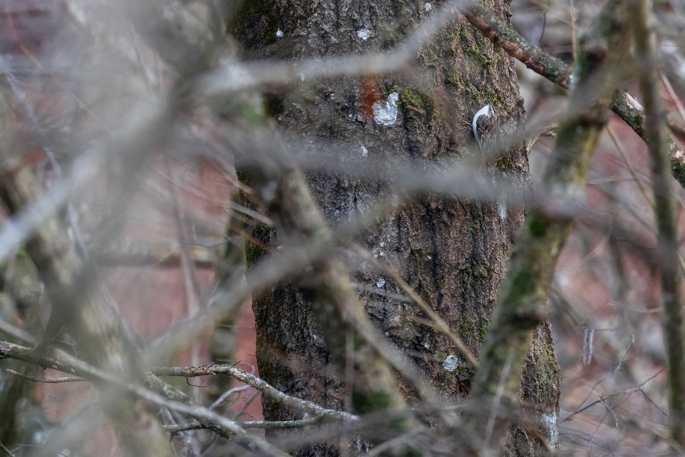Un rampichino alpestre (Certhia familiaris) in un raro istante di immobilità durante un attento sopralluogo alla ricerca di cibo su un albero. Prealpi Carniche, Italia.