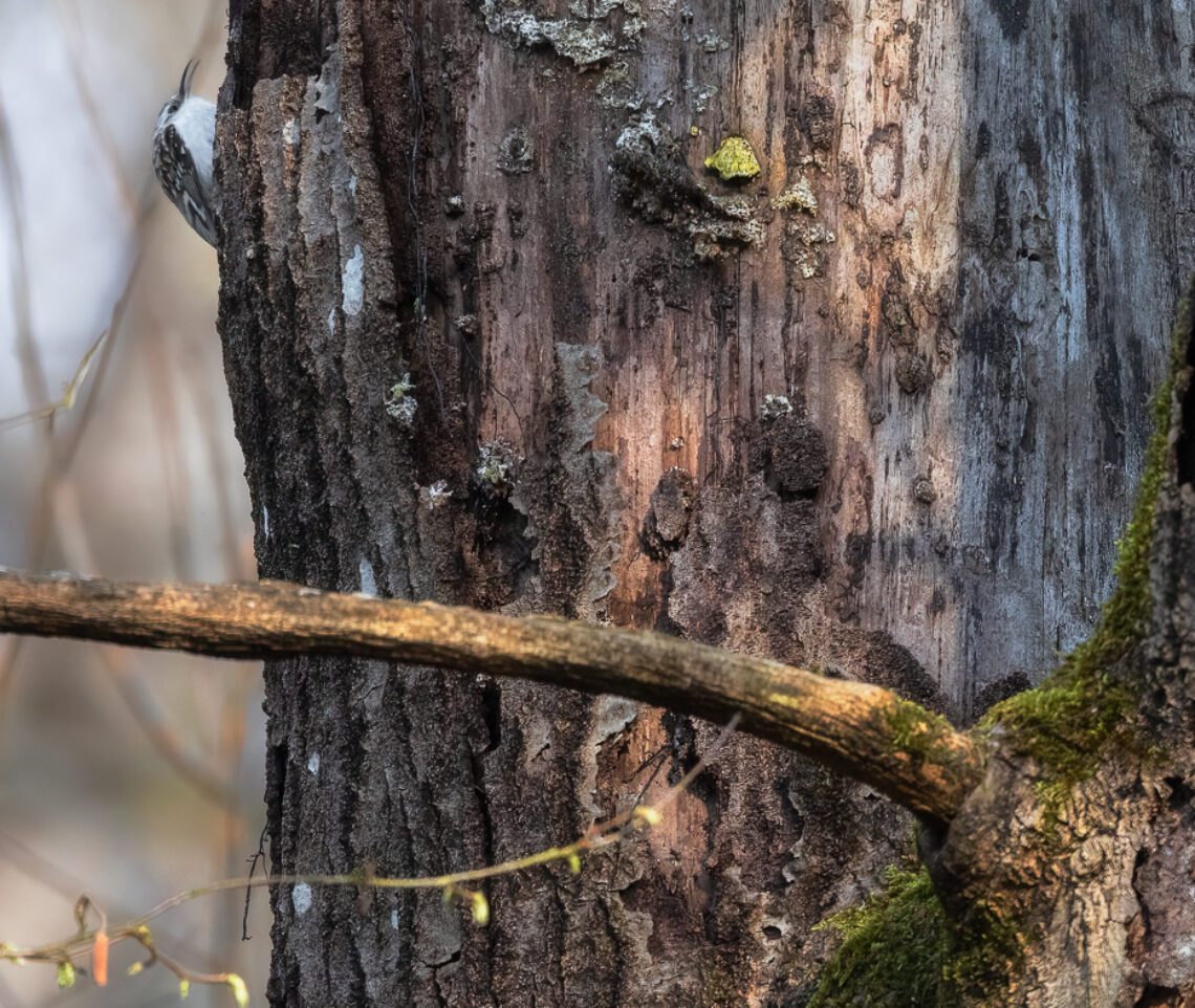 La rapidità del rampichino alpestre (Certhia familiaris) nel muoversi sugli alberi è sorprendente. Prealpi Carniche, Italia.