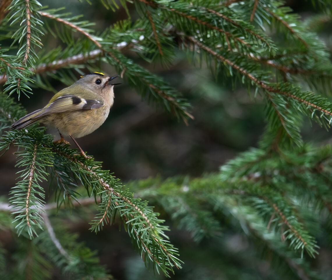 Il regolo comune (Regulus regulus) è un piccolissimo abitante delle foreste alpine, ma non ha problemi nel farsi riconoscere. Parco Naturale Dolomiti Friulane, Italia.