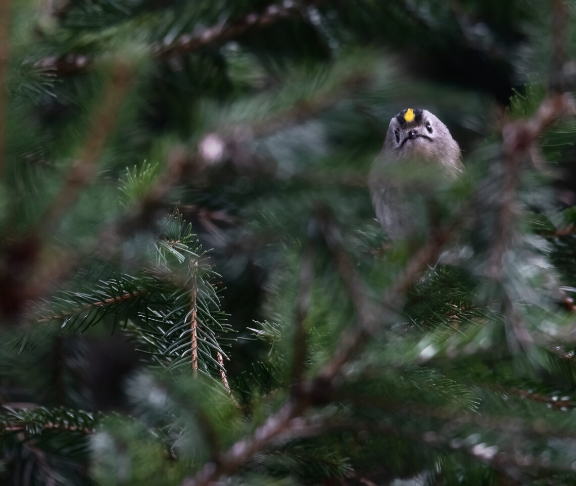 La curiosa maschera del regolo comune (Regulus regulus) si manifesta fra i rami di abete. Parco Naturale Dolomiti Friulane, Italia.